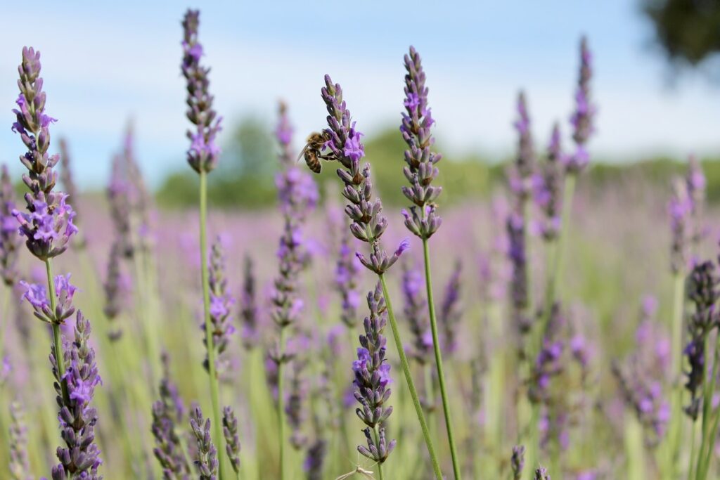 lavender as low maintenance plants for pots