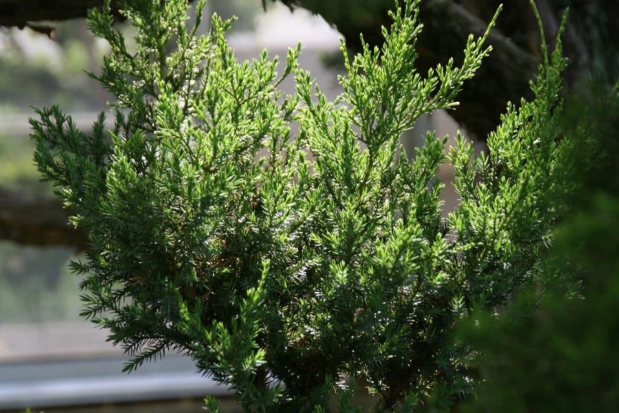 juniper trees with non-invasive roots 