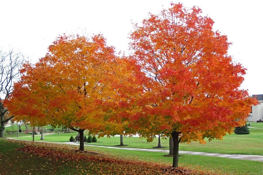 maple shade trees with non-invasive roots