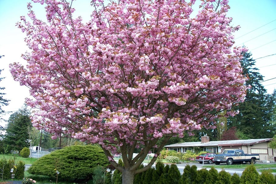 ornamental trees with non-invasive roots
