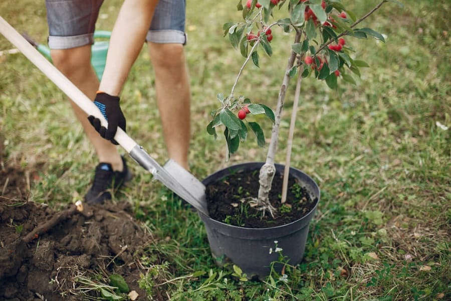 planting tree with non invasive root