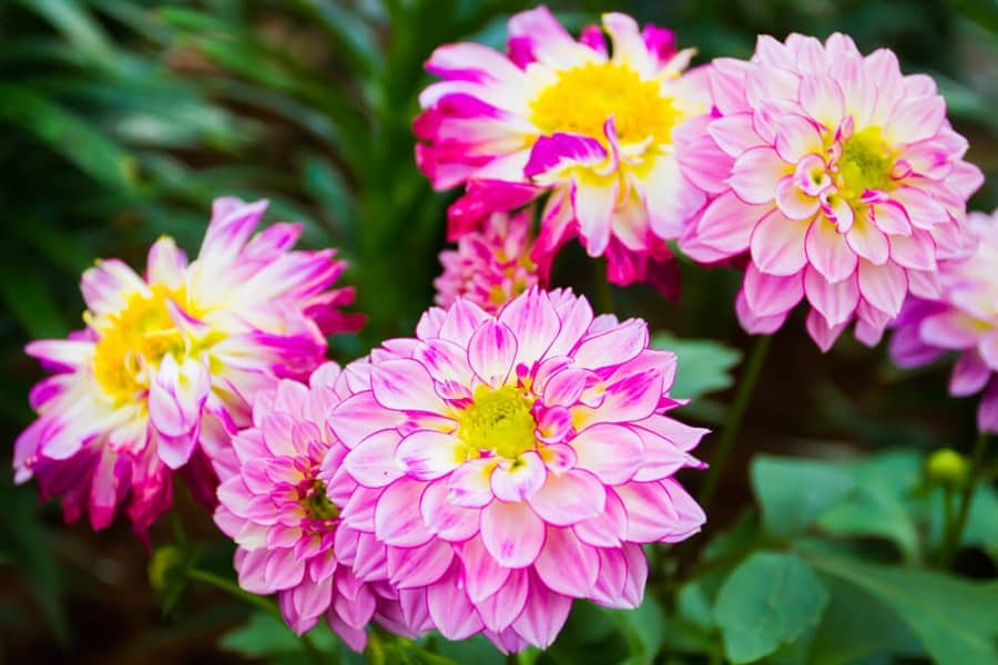 how to grow dahlias