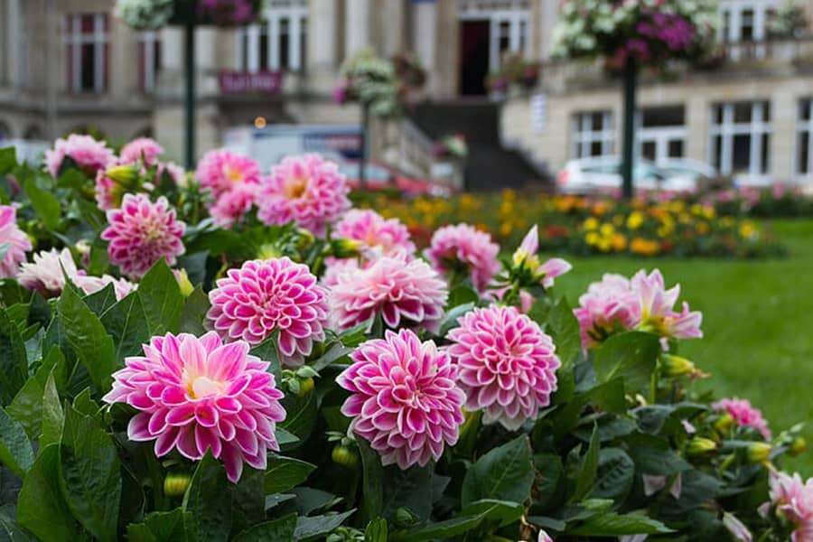 growing dahlias how to plant